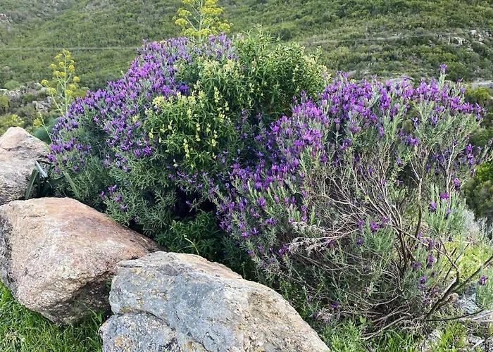 Maison Enchanteresse A Avec Jacuzzi Santo-Pietro-di-Tenda